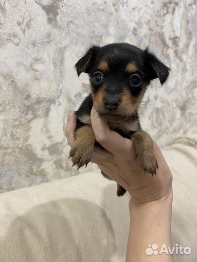 Мини Той-терьер щенки