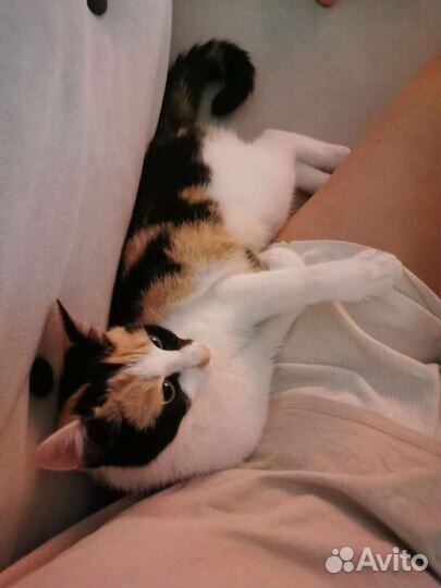 Милая Лили (10 месяцев) ищет семью