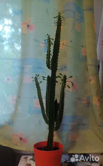 Молочай трехгранный