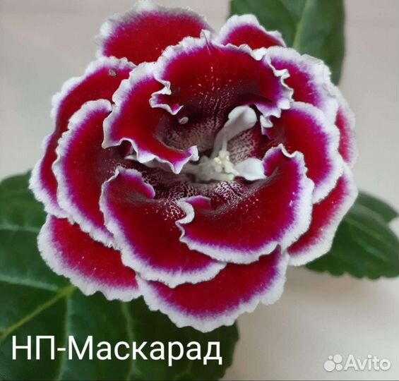 Укоренённые листики глоксиний