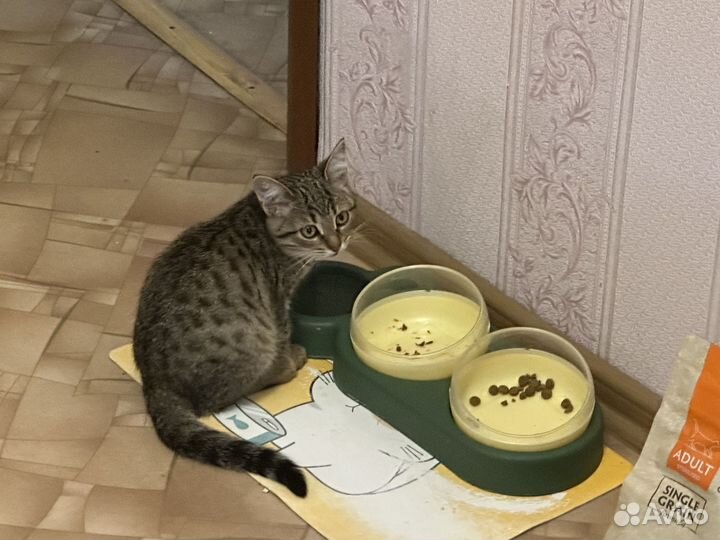 Котята