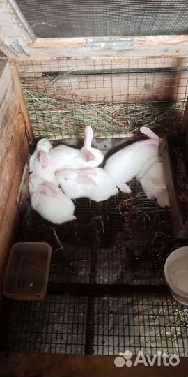 Кролики 3 породы