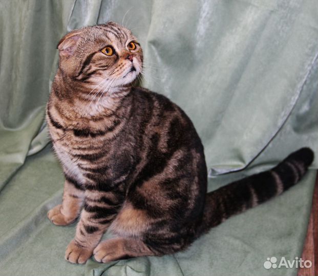 Вязка с шотландским вислоухим котом