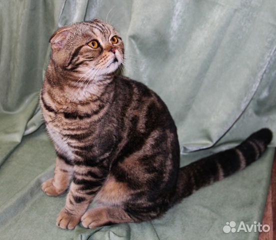 Вязка с шотландским вислоухим котом