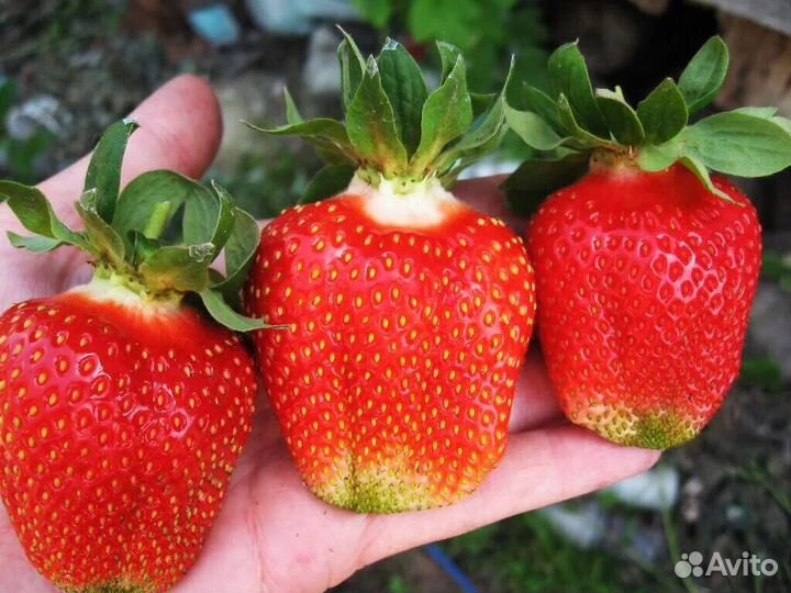 Рассада клубники Азия