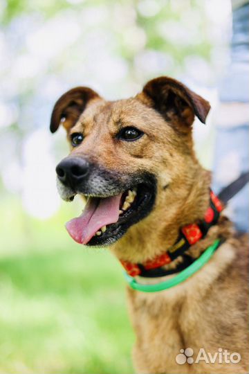 Собака Юла из приюта Некрасовка