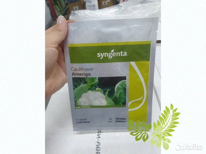 Семена Капуста Америго цветная 2 500с Сингента