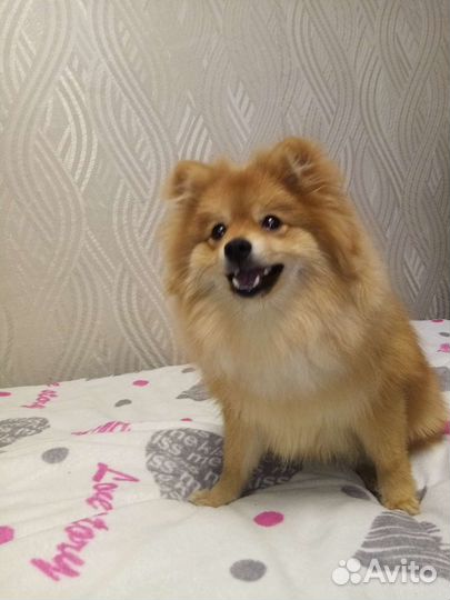 Немецкий шпиц вязка