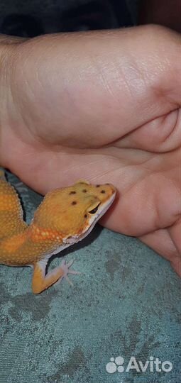 Геккон эублефар