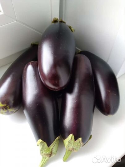 Зелёный укроп,огурцы свежие, баклажаны