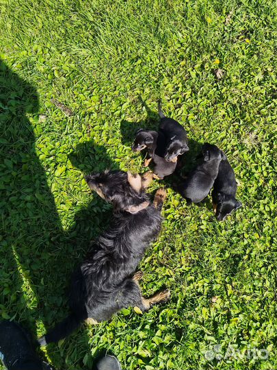 Продам щенков