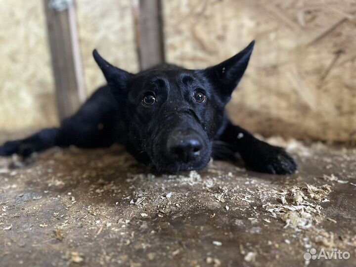 Кобель красавчик