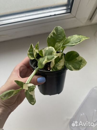 Комнатные растения цветы