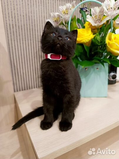 Кошечка в добрые руки