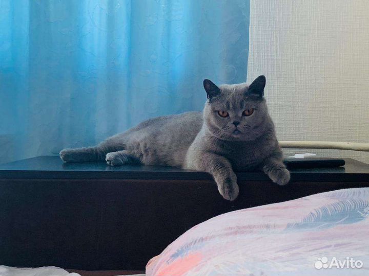 Британская короткошерстная кошка в хорошие руки
