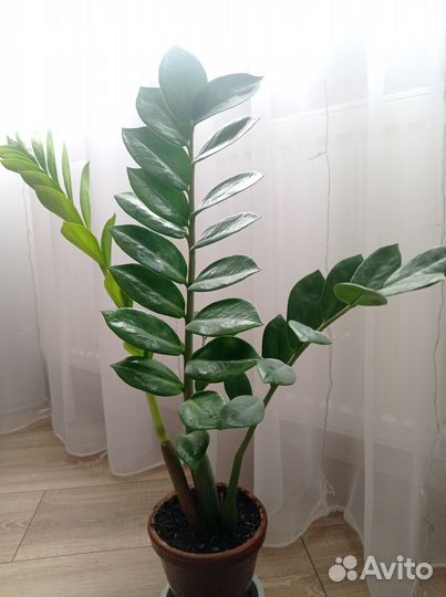 Замиокулькас