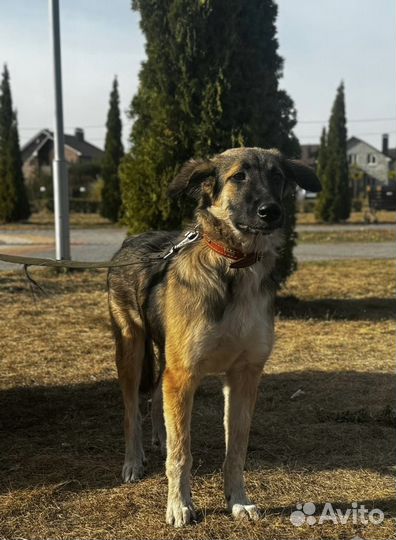 Щенок в добрые руки бесплатно