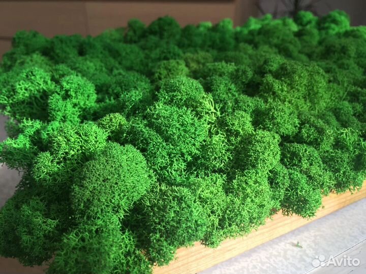 Панно из стабилизированного мха