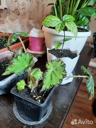 Цветы комнотные