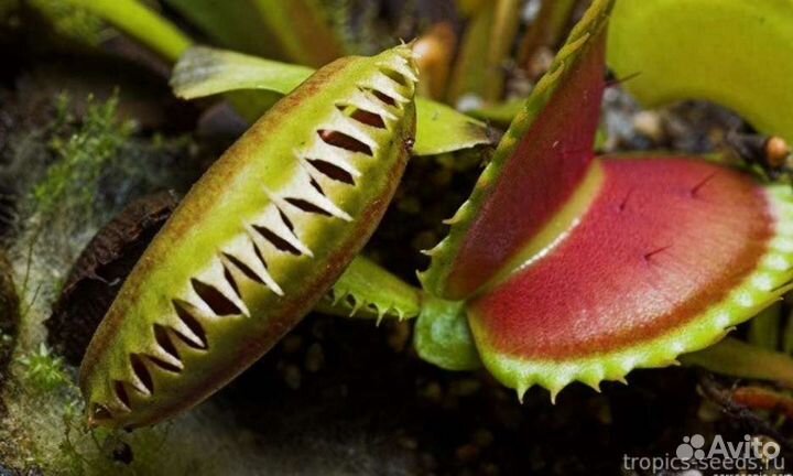 Венерина Мухоловка Dionaea Muscipula семена