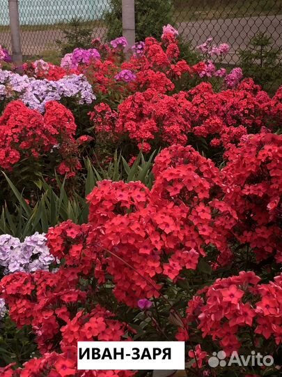 Флоксы рассада