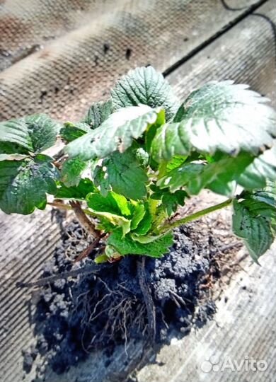 Саженцы и кустики