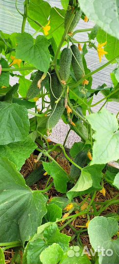 Овощи с грядки, свежая зелень