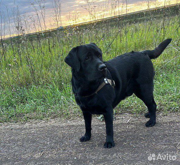 Щенки лабрадора