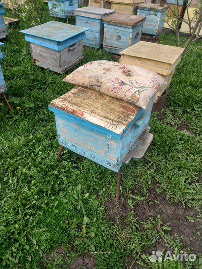 Продам пчелосемьи и ульи