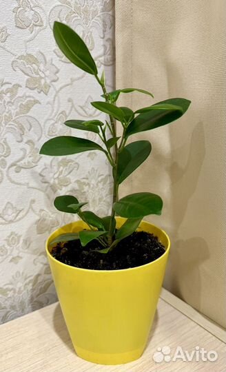 Комнатный цветок,Фикус Микрокарпа