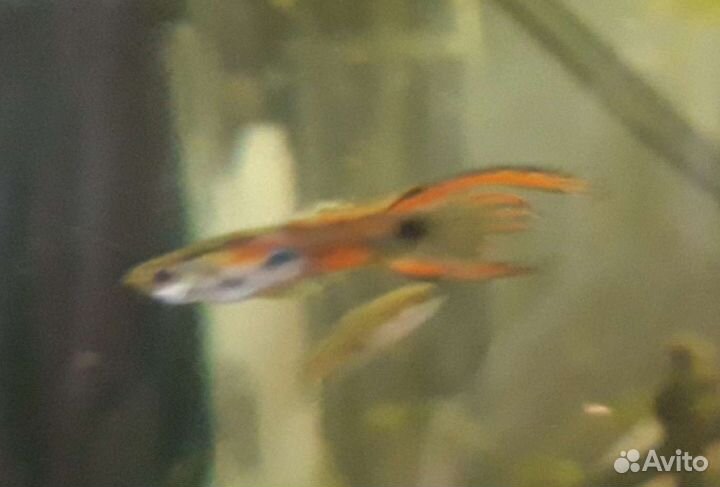 Гуппи Эндлера