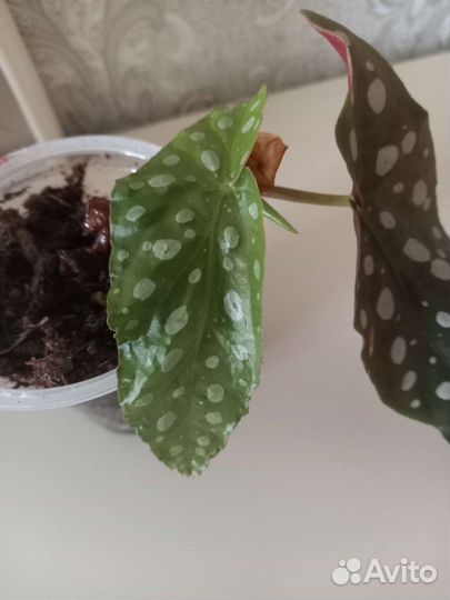 Бегония макулата