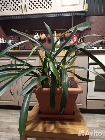 Комнатные цветы кливия