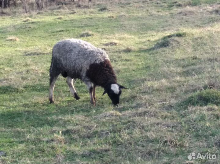 Продам баранов породы Дорпер