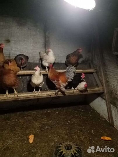 Продажа петухов