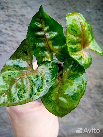 Сингониум в сортовые