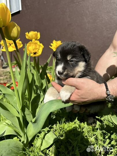 Щенки метисы хаски