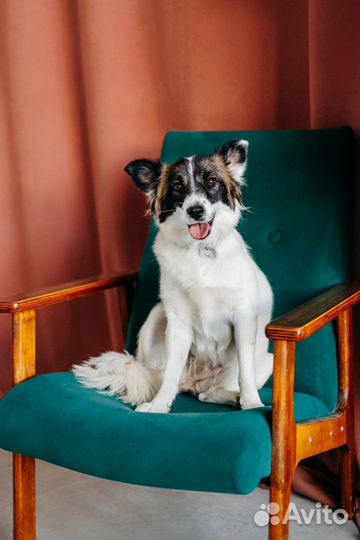 Малышка Сури ищет дом