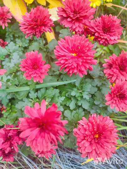 Хризантема