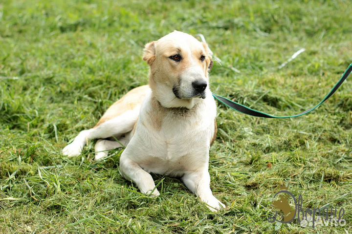 Джиночка метис алабая