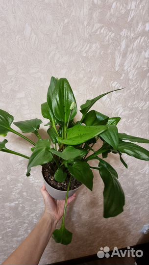 Комнатный цветок