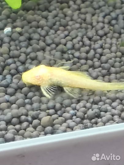 Аквариумные рыбки