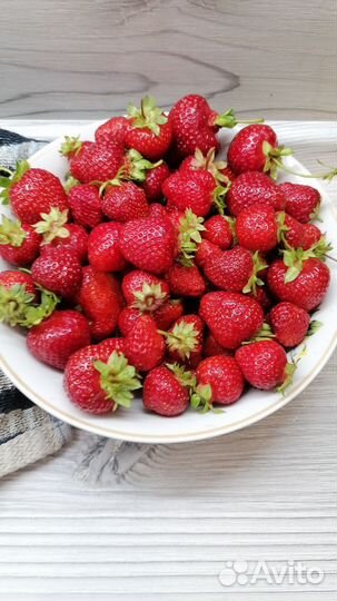 Рассада клубники Клери