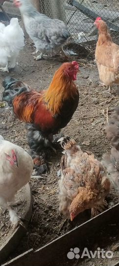 Петух брама