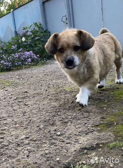 Собака в добрые руки