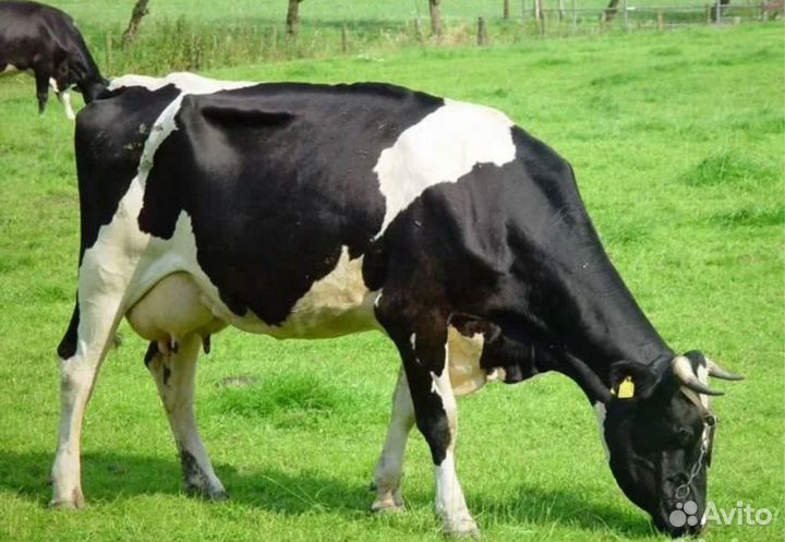 Корова на мясо