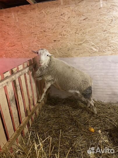 Баран катумский