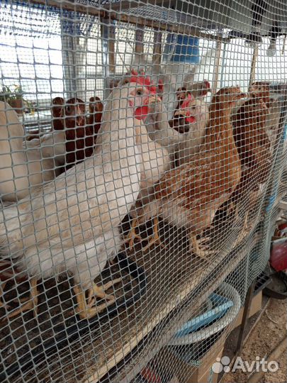 Куры молодки несушки