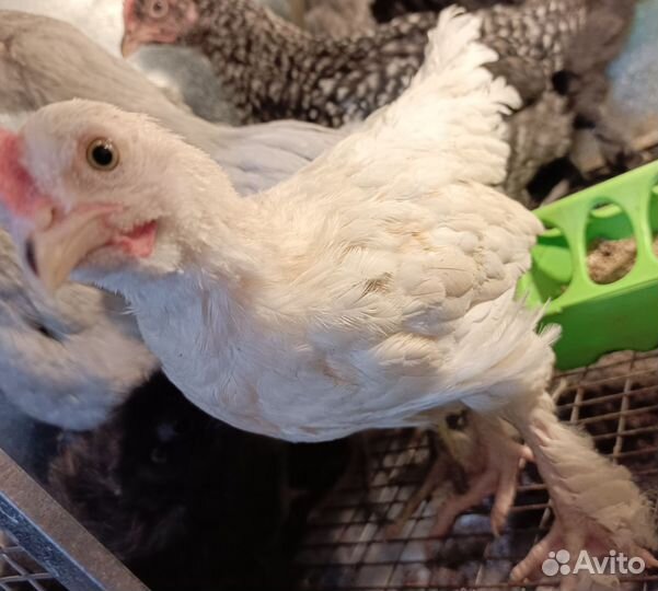 Отдам петушков 1,5 месяца