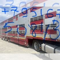 Полуприцеп для перевозки скота Pezzaioli 31G, 2004, Бишкек